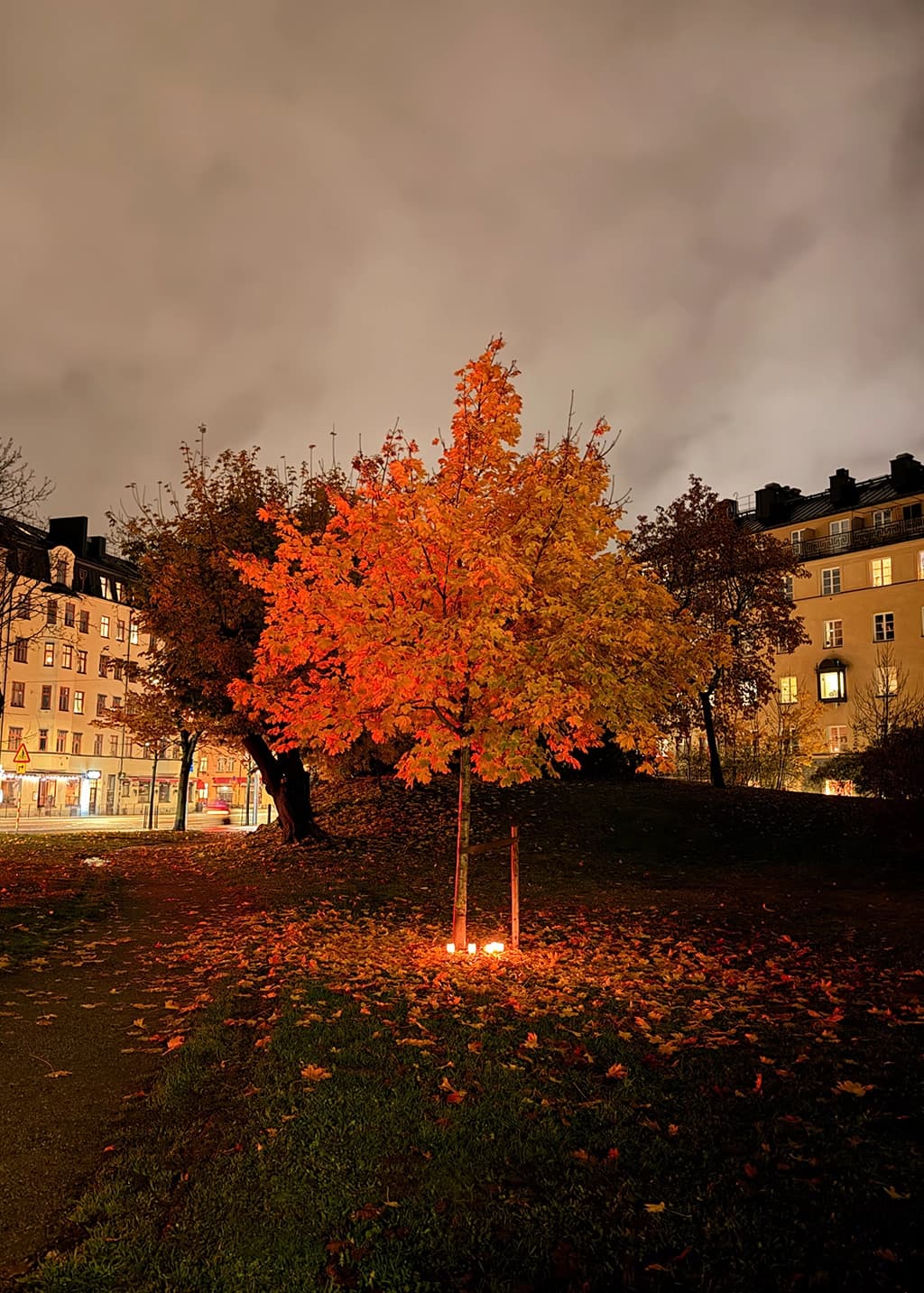 Original photo – autumn tree