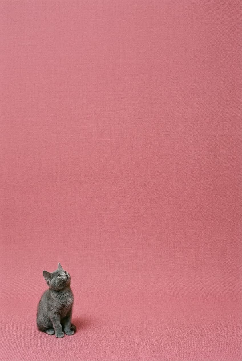 Cat Considers Pink