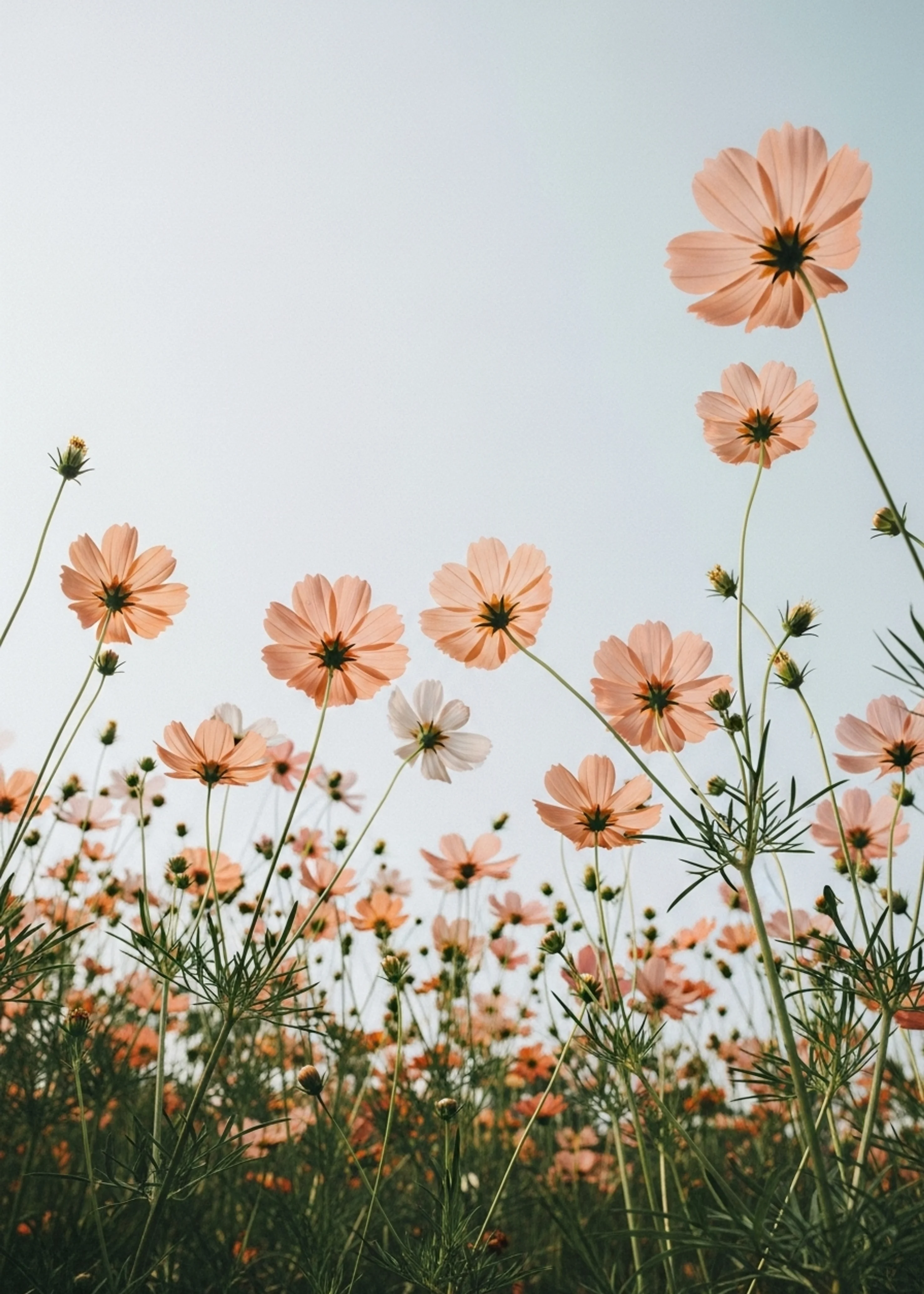 Delicate Wildflower Field